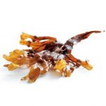 Brown Seaweed